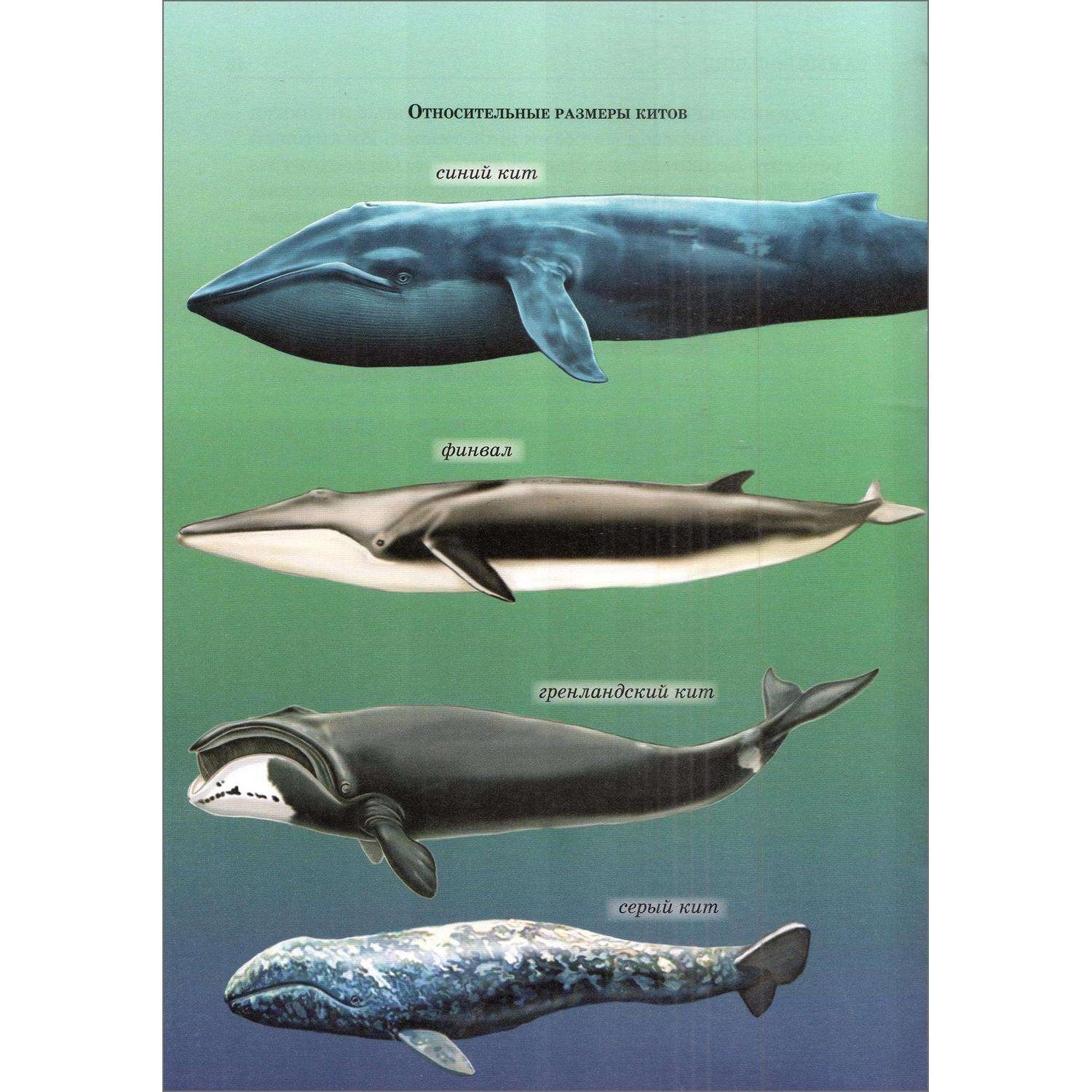 Книга Лада Дельфины и киты. Школьный путеводитель - фото 2