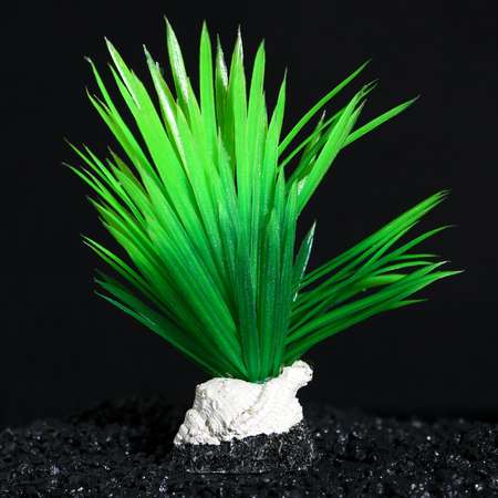 Растение для аквариума Пижон Аква на подставке с ракушкой зелёное