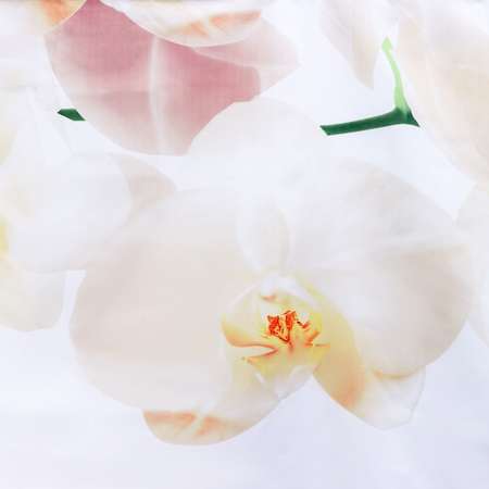 Штора для ванны Доляна «Орхидея над водой» 180×180 см полиэстер
