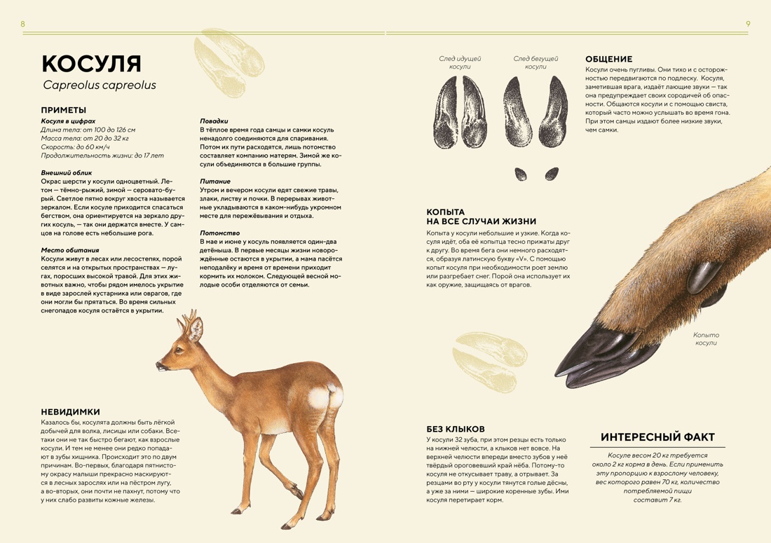 Книга Махаон Лесные животные в натуральную величину - фото 6