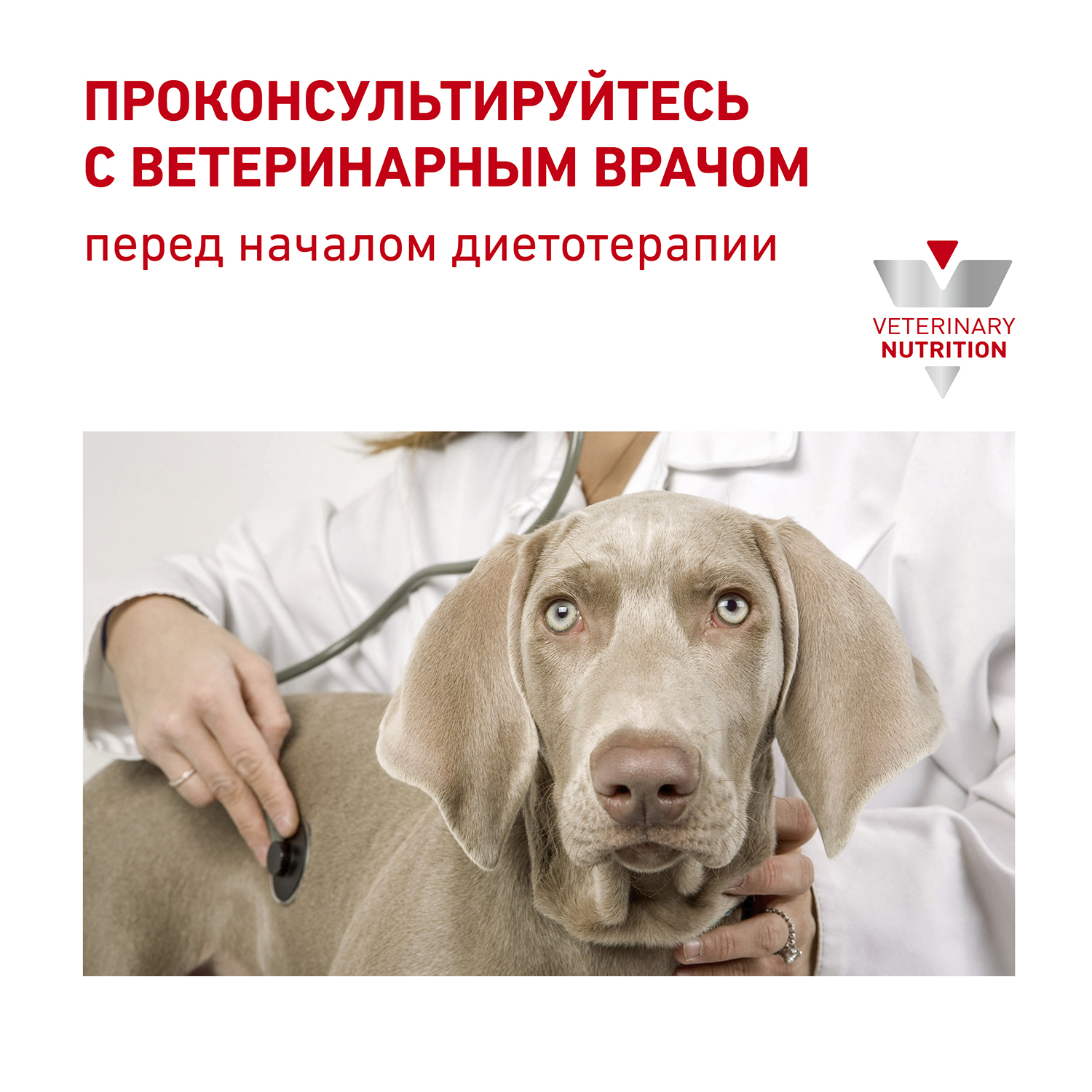 Корм для собак Royal Canin 500г мелких пород полнорационный для снижения веса сухой - фото 10