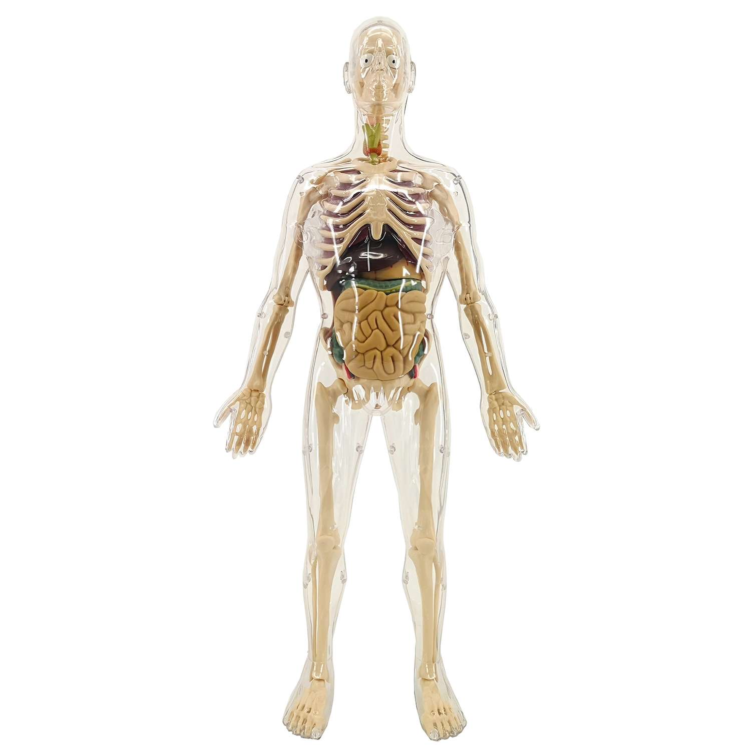 Анатомический набор EDU-TOYS органы и скелет мужчины 56см - фото 1