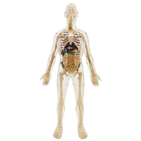 Анатомический набор EDU-TOYS органы и скелет мужчины 56см