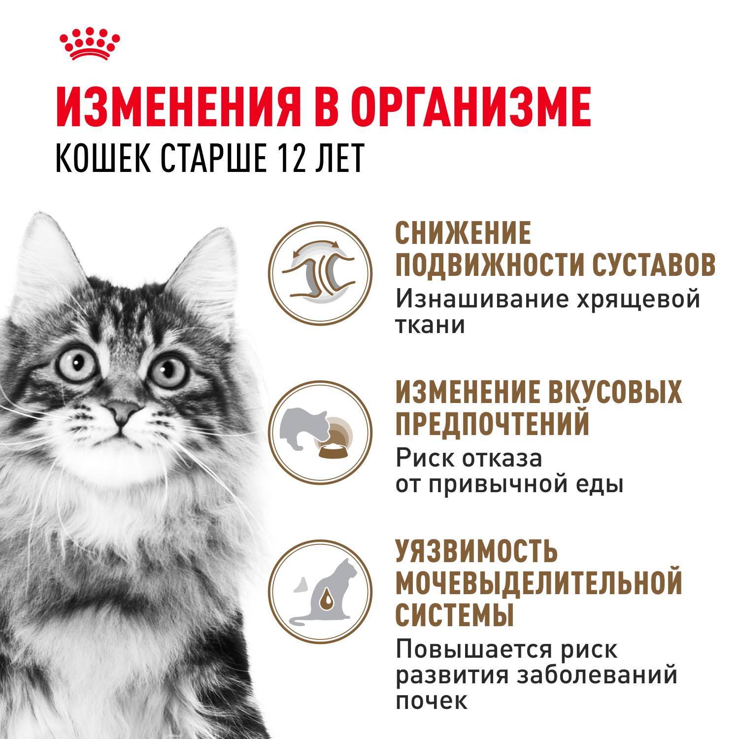 Корм для кошек ROYAL CANIN Ageing 85гр для пожилых 12+ желе соус пауч - фото 2