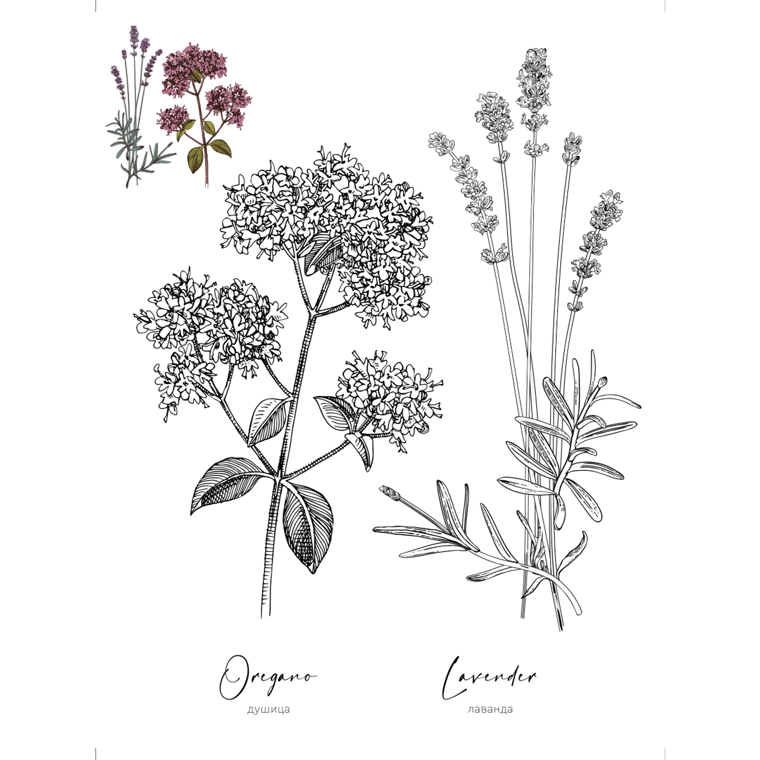 Раскраска Жёлудь Medicinal Herbs Травы медицинские Раскраска вдохновение - фото 5