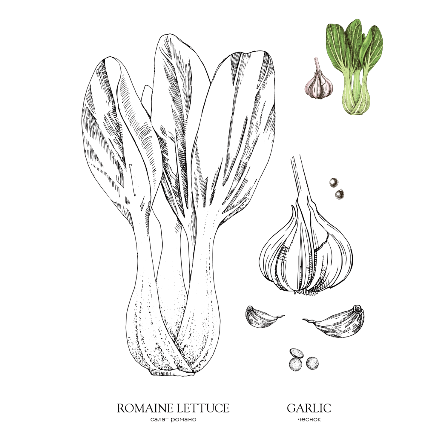 Раскраска Жёлудь Vegetables. овощи - фото 7