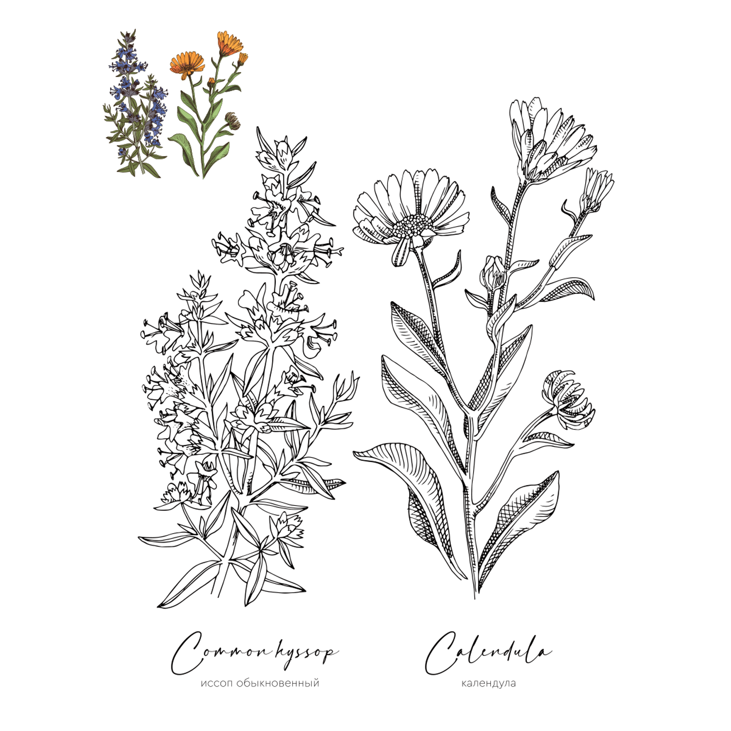 Раскраска Жёлудь Medicinal Herbs Травы медицинские Раскраска вдохновение - фото 11