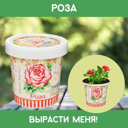 Набор для выращивания Rostok Visa Роза китайская