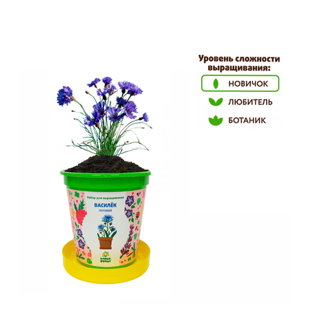 Набор для выращивания Happy Plant Вырасти сам растение в горшочке Василек луговой