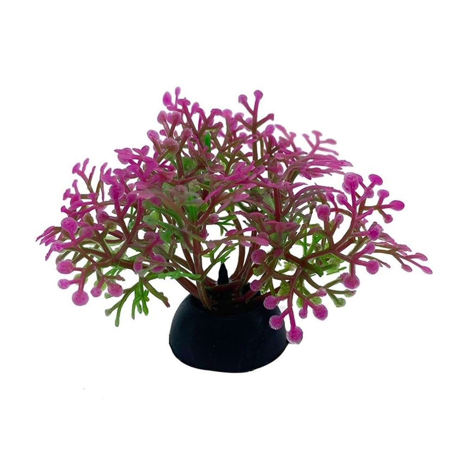 Аквариумное растение Rabizy кустик 2.5х5 см - фото 2