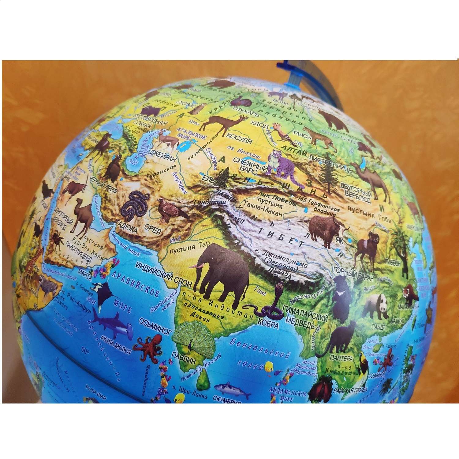 Глобус Globen Зоогеографический детский с LED-подсветкой 25 см - фото 3