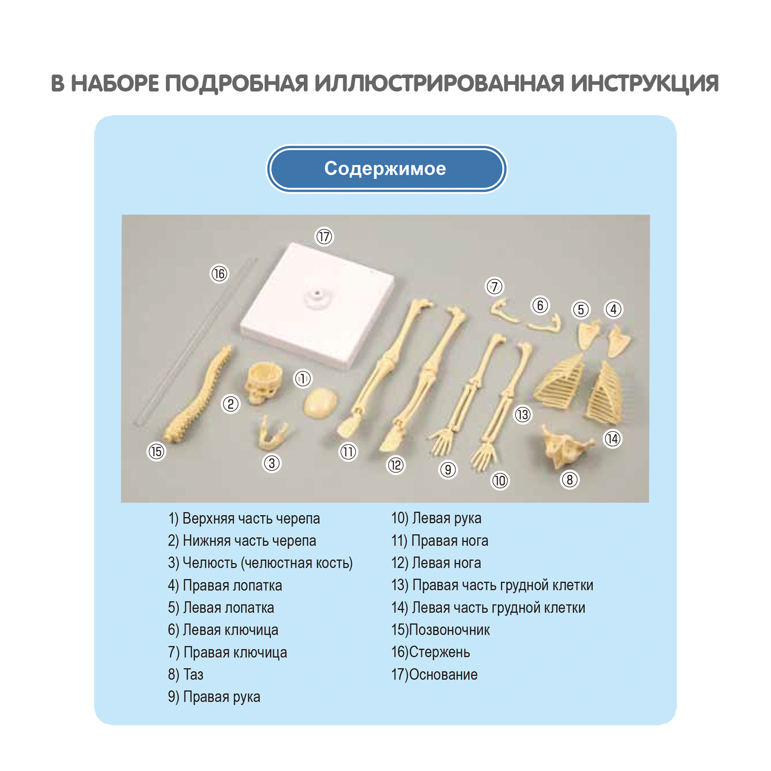 Набор для опытов BONDIBON Кости и мышцы серия Науки с Буки - фото 9