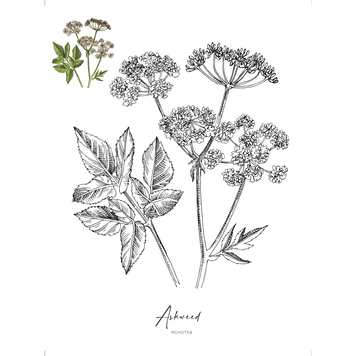 Раскраска Жёлудь Medicinal Herbs Травы медицинские Раскраска вдохновение - фото 7