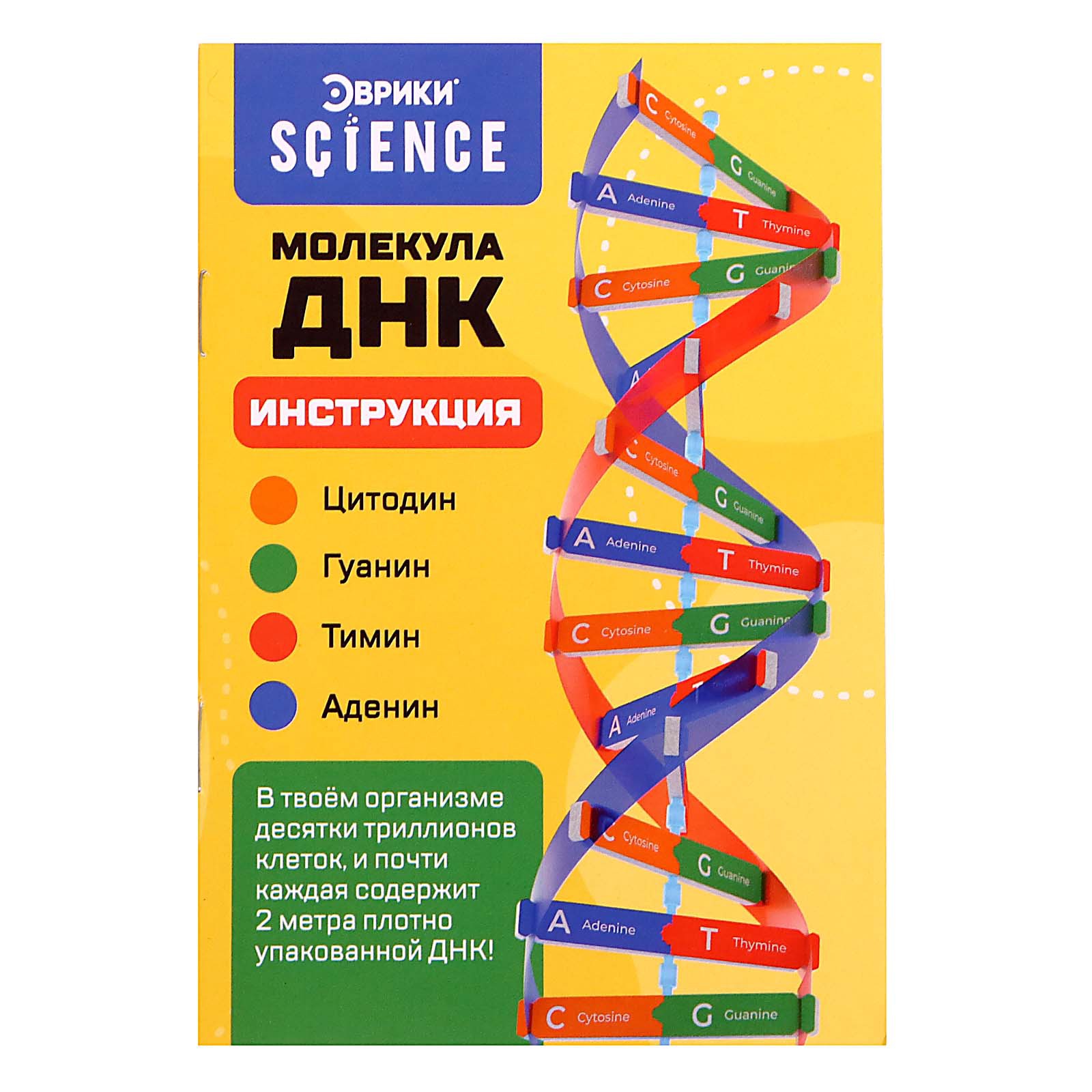 Набор Эврики Для опытов «Молекула ДНК» - фото 7