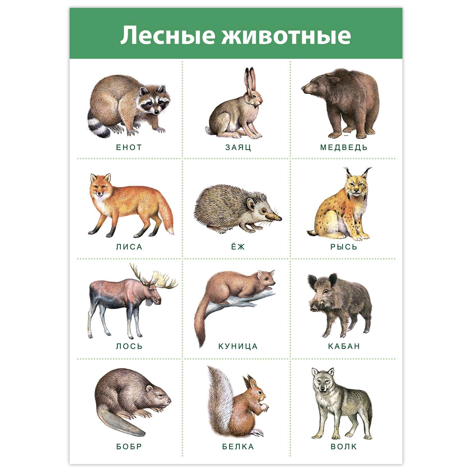 Предложение с названием животного. Дикие животные для детей. Плакат "Дикие животные". Лесные животные плакат. Карточки "Дикие животные".