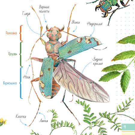 Энциклопедия Удивительные насекомые