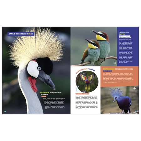 Энциклопедии c фото и видео приложениями СТРЕКОЗА Птицы