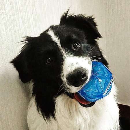 Игрушка для собак ZDK светящийся мяч Алмаз голубой с пищалкой ZooWell