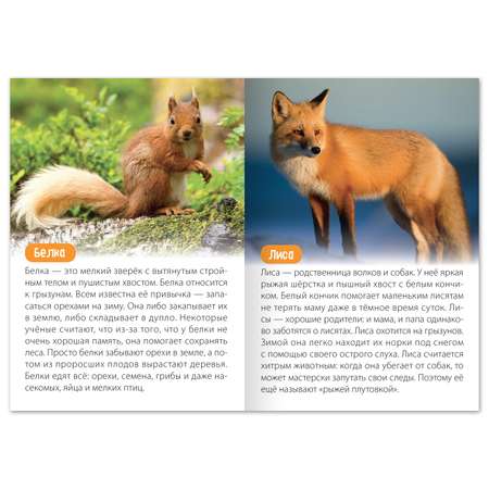 Обучающая книга Буква-ленд «Животные Евразии» 20 страниц