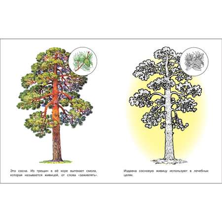 Раскраска Окружающий мир Деревья