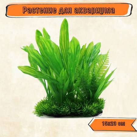 Аквариумное растение Rabizy Островок 15х23 см