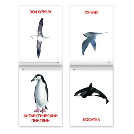 Книги Буква-ленд набор «Карточки Домана. Животные материков» 6 шт. по 20 стр.