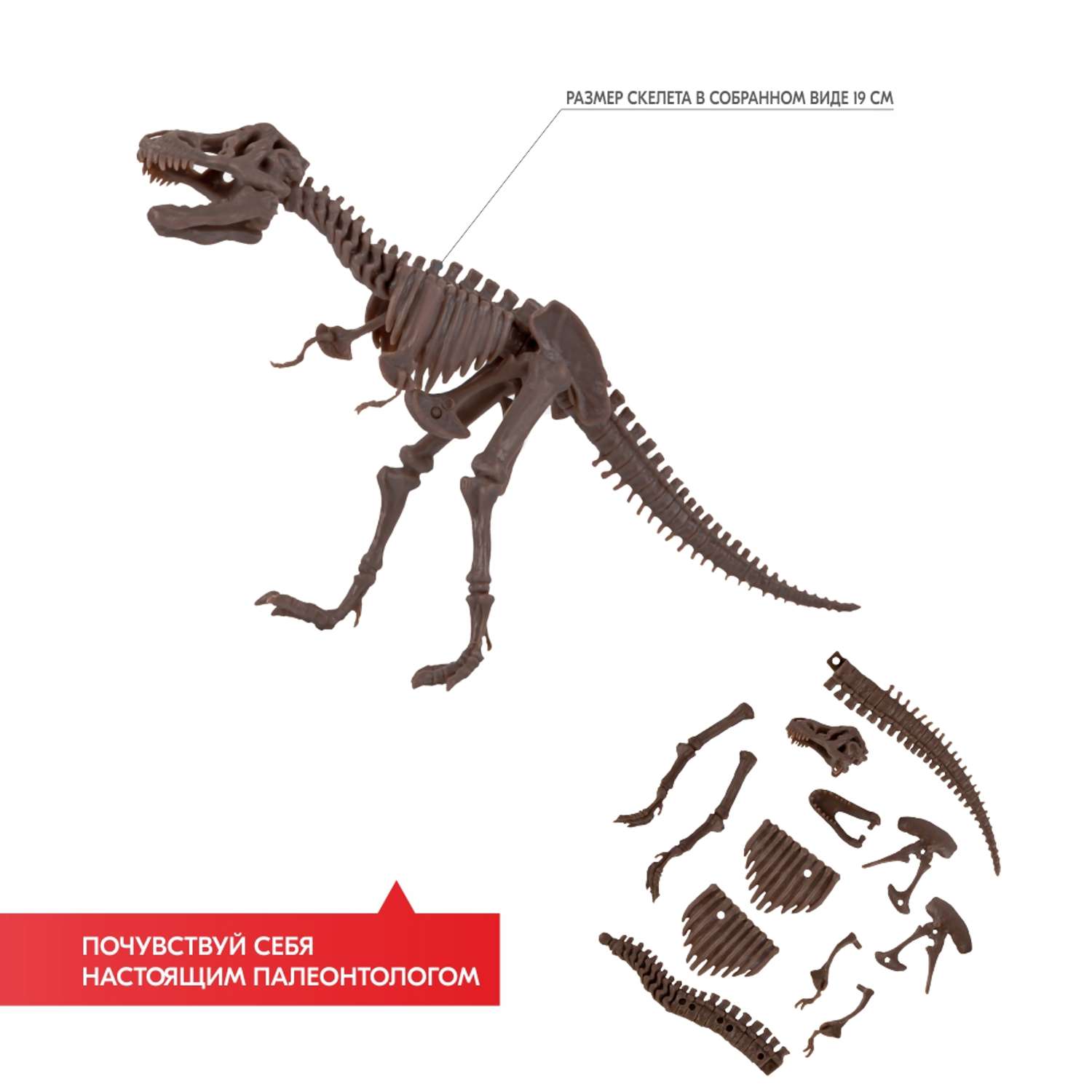 Набор для раскопок 4M Скелет тираннозавра - фото 4