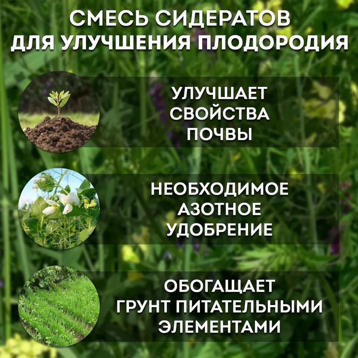 Смесь семян сидератов Зеленый уголок для улучшения плодородия почвы 3 кг - фото 3