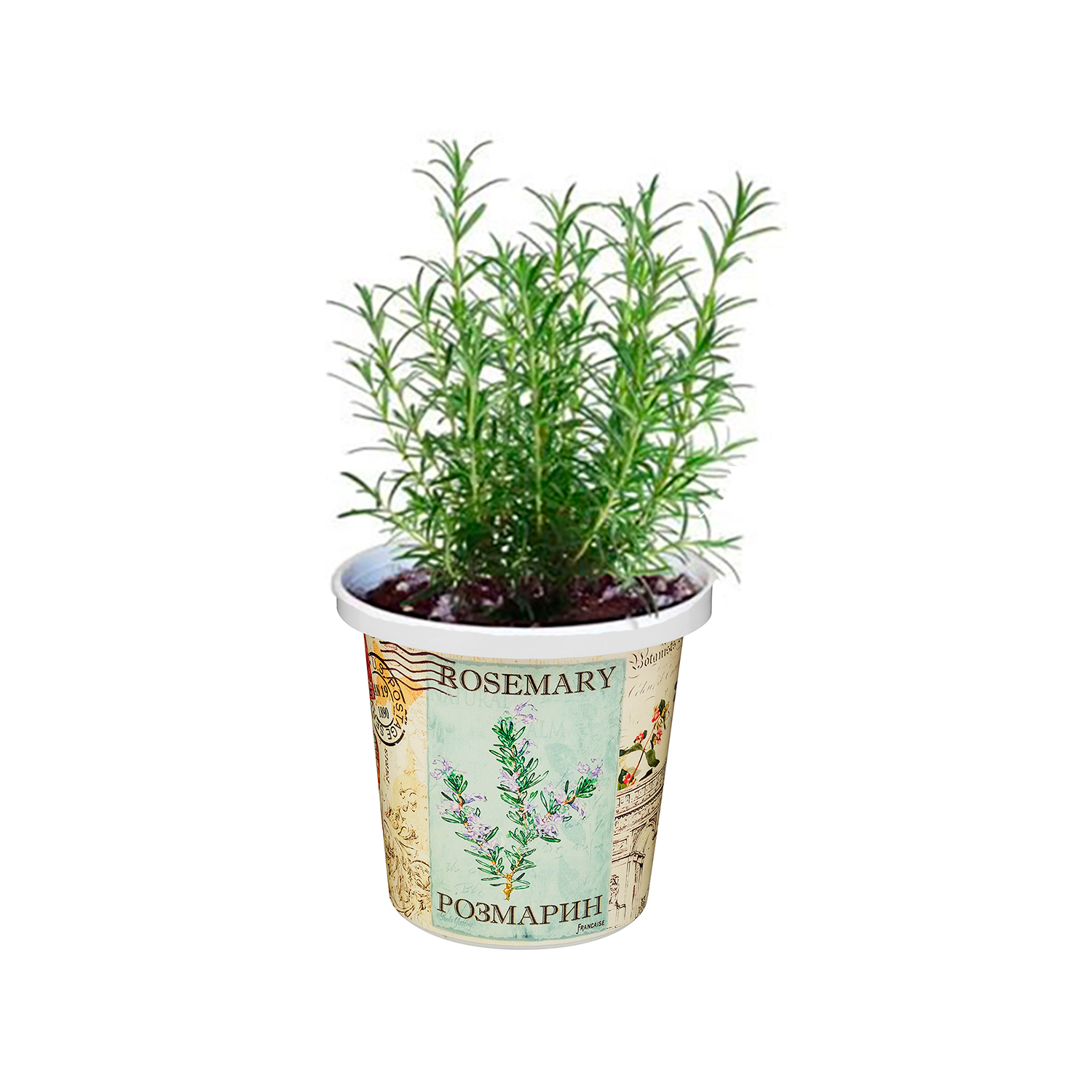 Набор для выращивания растений Rostok Visa Вырасти сам Розмарин в подарочном горшке - фото 5