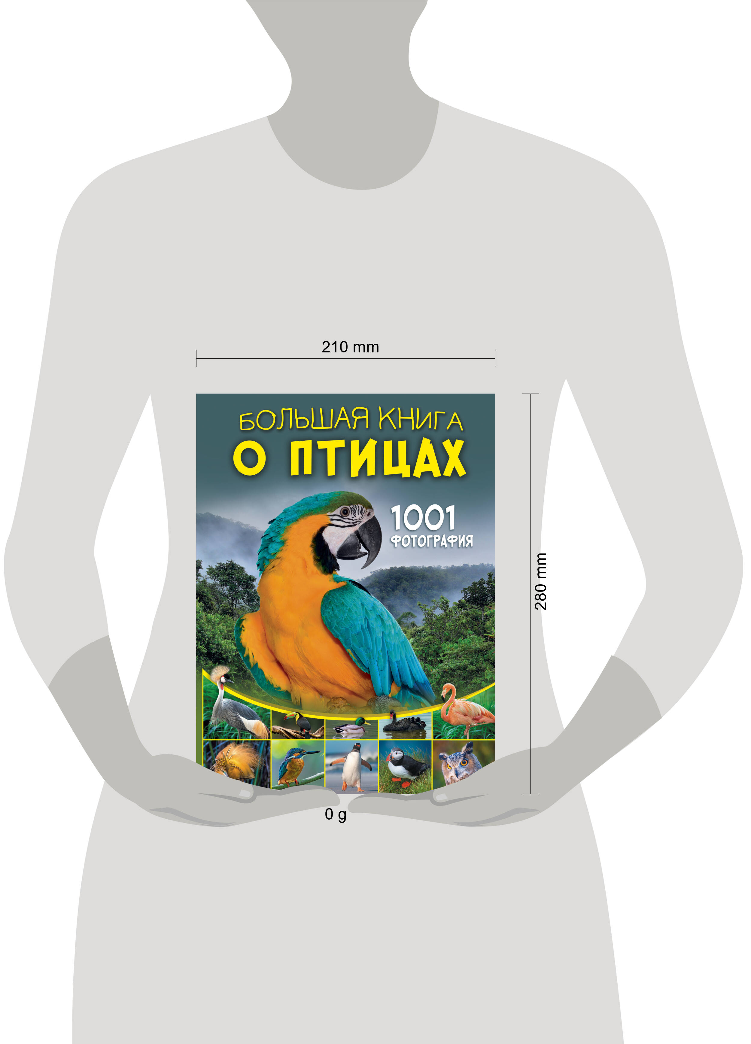 Книга АСТ Большая книга о птицах. 1001 фотография - фото 4