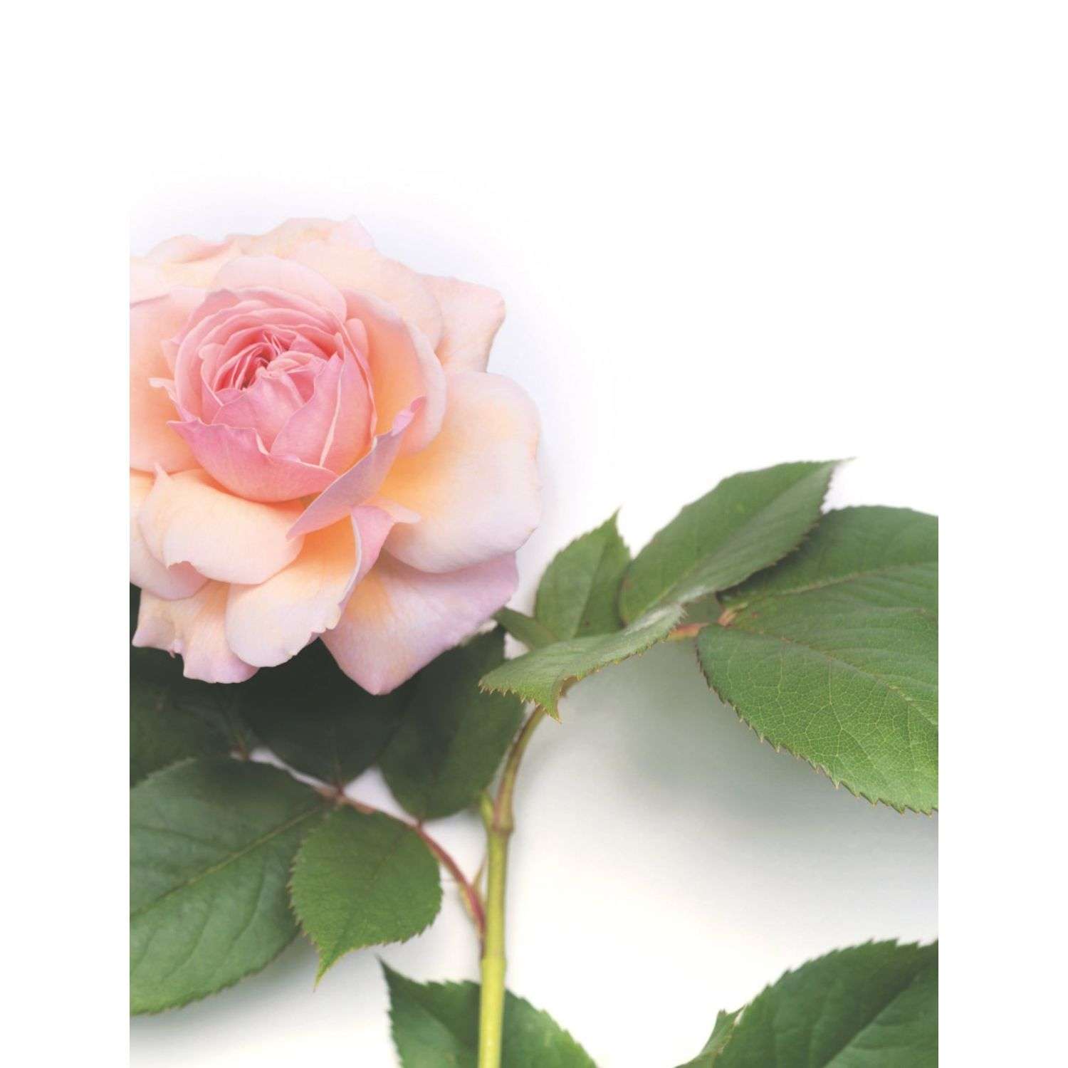 Книга БОМБОРА Розы Восхитительные цветы для дома и сада - фото 7