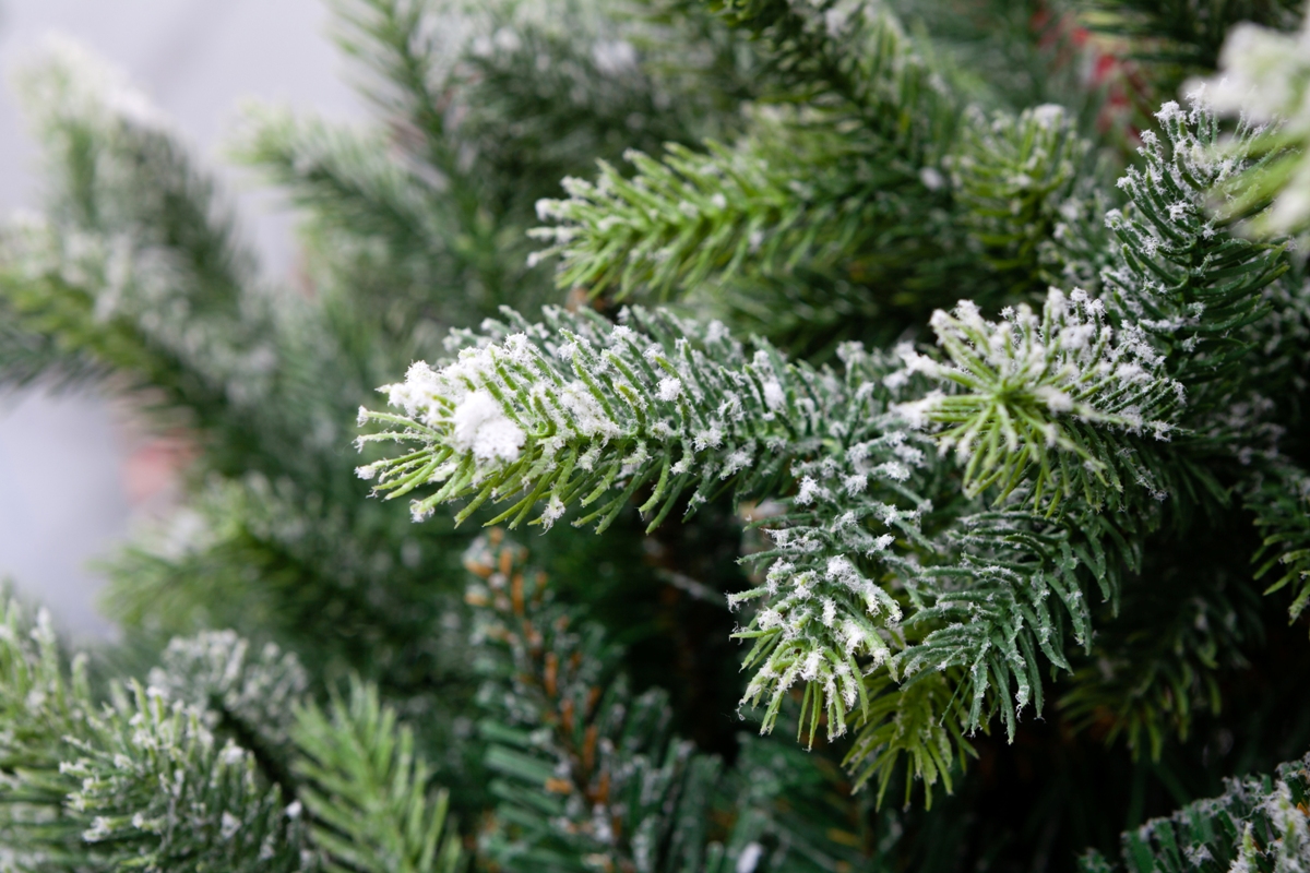 Crystal Trees Шотландия. Ель Актуэль заснеженная. Ёлка искусственная заснеженная. Ель Шотландия.