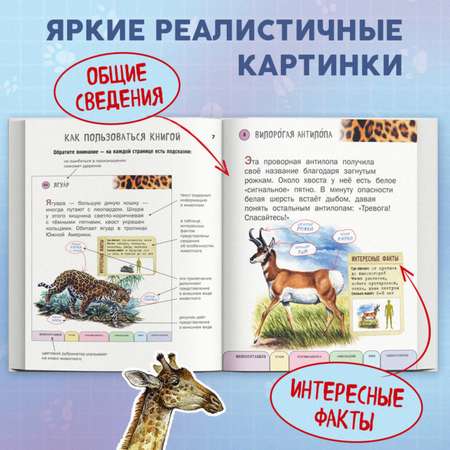 Книга Эксмо Все животные с крупными буквами