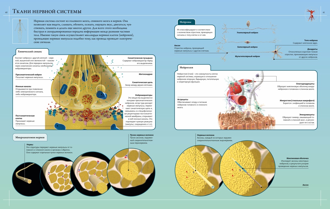 Книга Махаон Иллюстрированный атлас. Анатомия человека - фото 9