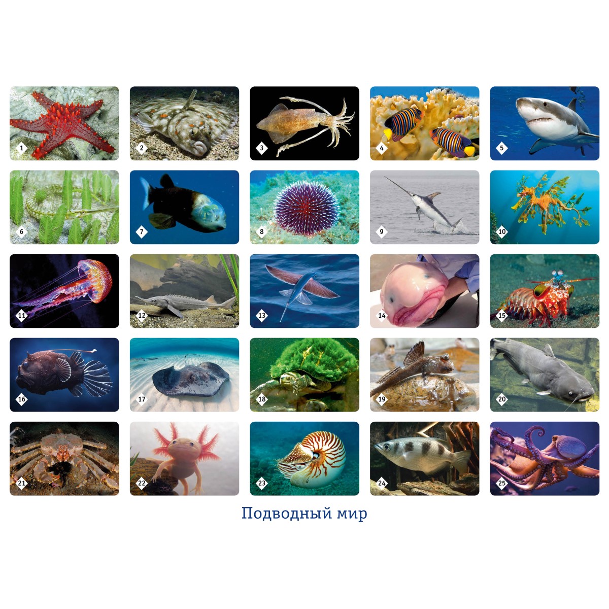 Настольные развивающие игры Нескучные игры Мемо Удивительные животные + Пернатый мир + Подводный мир + Мир динозавров - фото 13