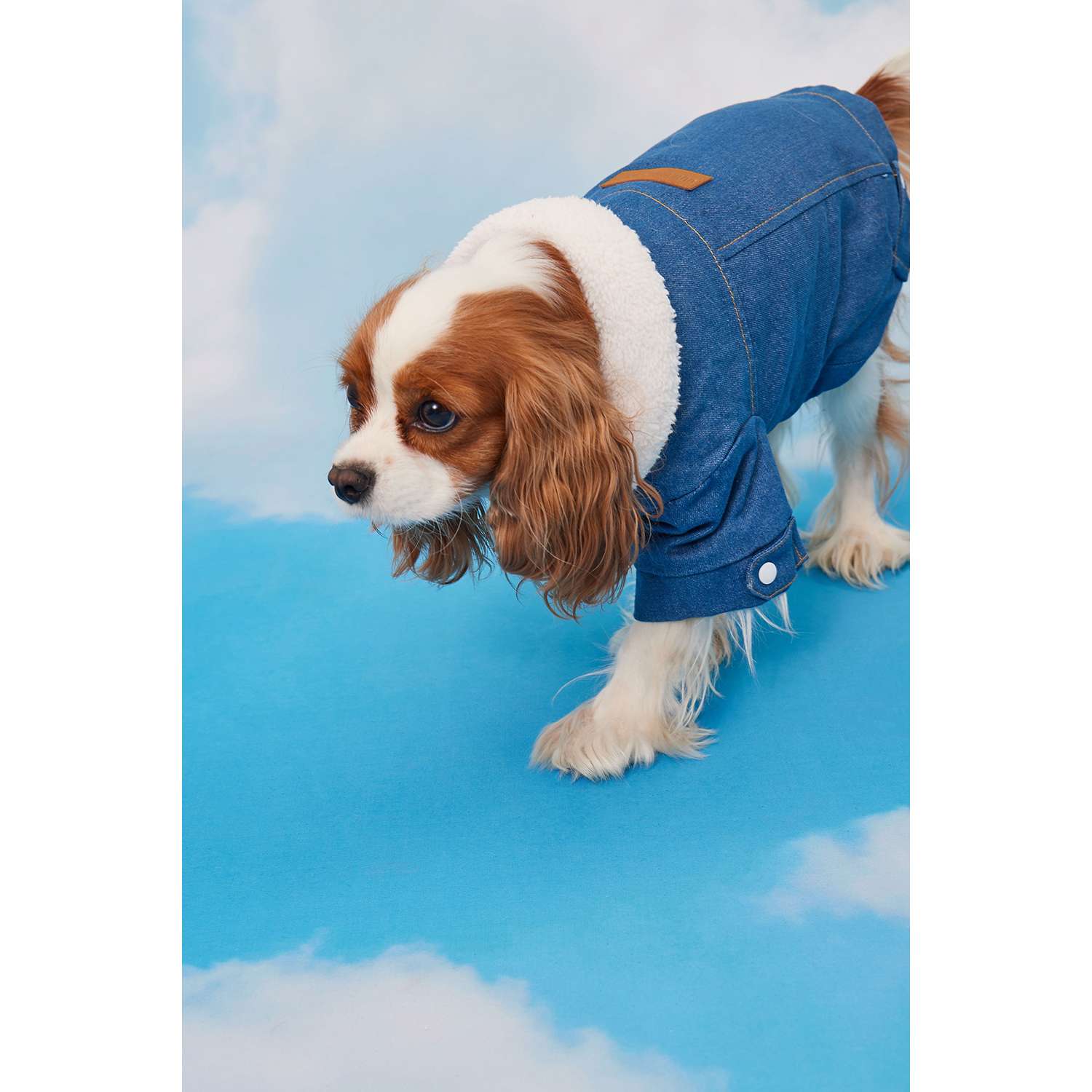 Куртка для собак Zoozavr синий 35 - фото 11