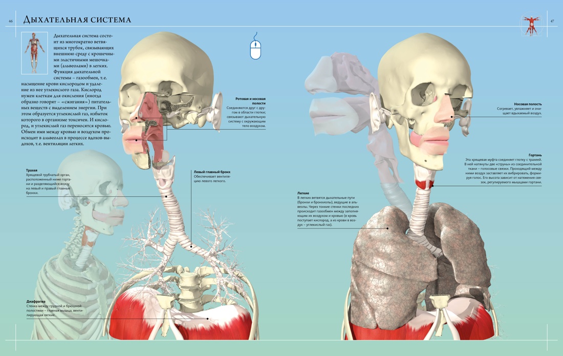 Книга Махаон Иллюстрированный атлас. Анатомия человека - фото 10