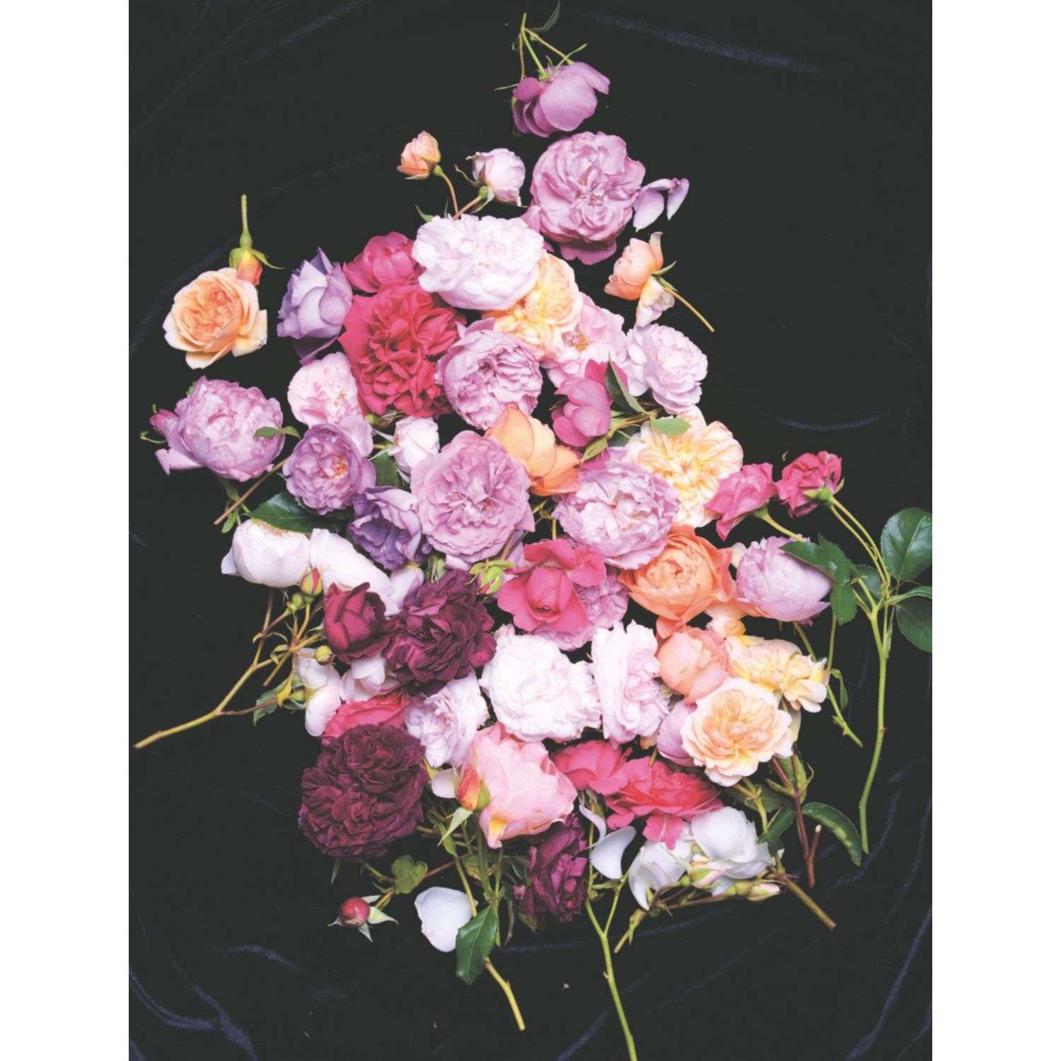 Книга БОМБОРА Розы Восхитительные цветы для дома и сада - фото 5