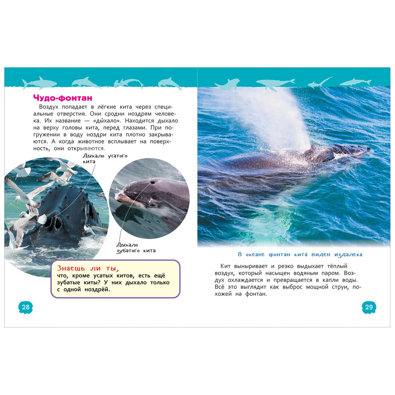 Книга Акулы киты и дельфины Энциклопедия для детского сада - фото 4