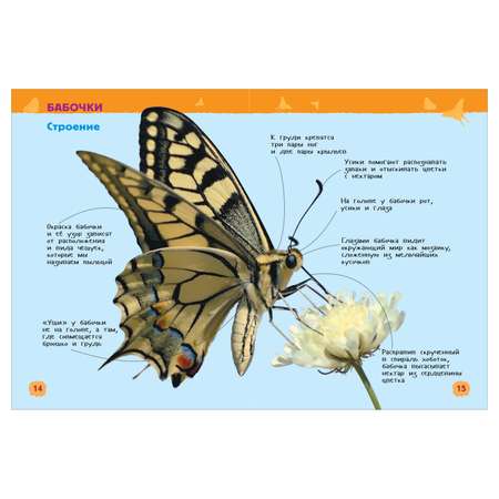Книга Росмэн Насекомые Энциклопедия для детского сада