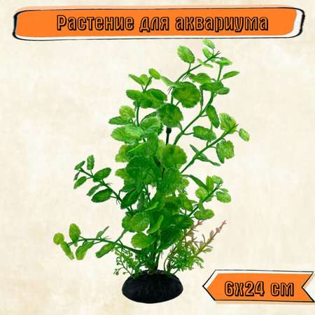 Аквариумное растение Rabizy 6х24 см