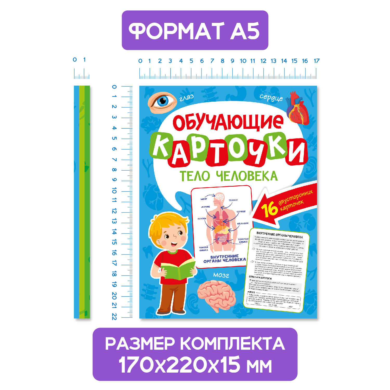 Карточки Проф-Пресс обучающие 3 набора по 16 шт 17х22 см динозавры+тело человека+транспорт - фото 5