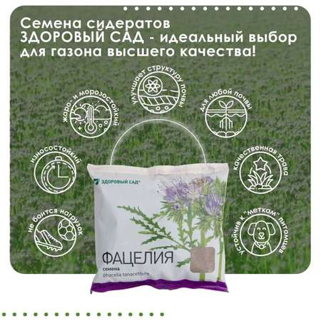 Семена сидерата Здоровый Сад Фацелия сорт Радуга 12х0.5 кг