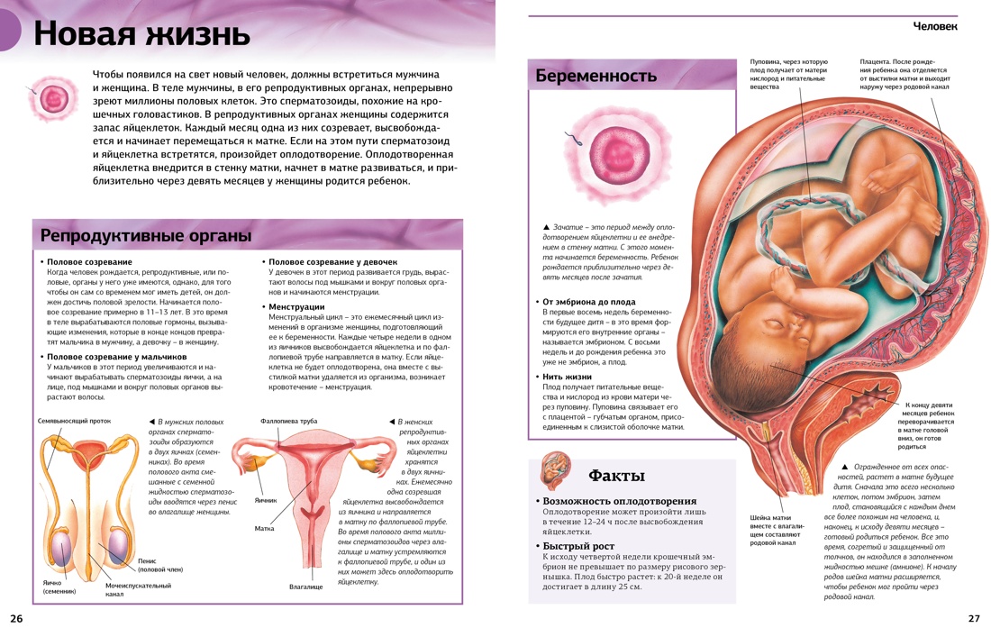 Книга Махаон Гигантская энциклопедия школьника - фото 6