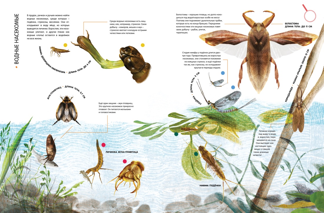 Книга Махаон Насекомые в натуральную величину - фото 8