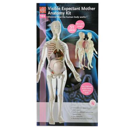 Анатомический набор EDU-TOYS органы и скелет беременная женщина 56см