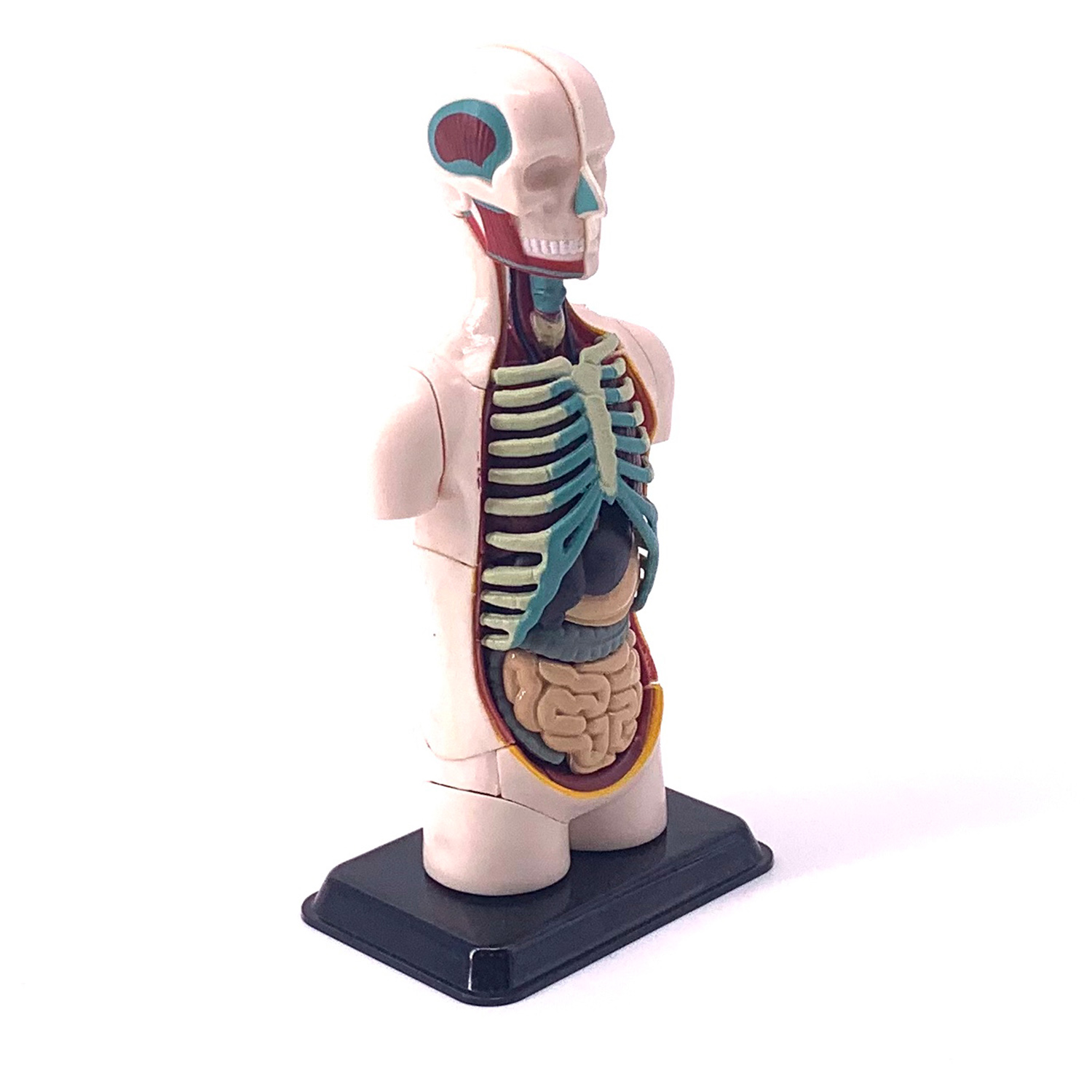 Анатомическая набор EDU-TOYS органы человека SK008 - фото 4