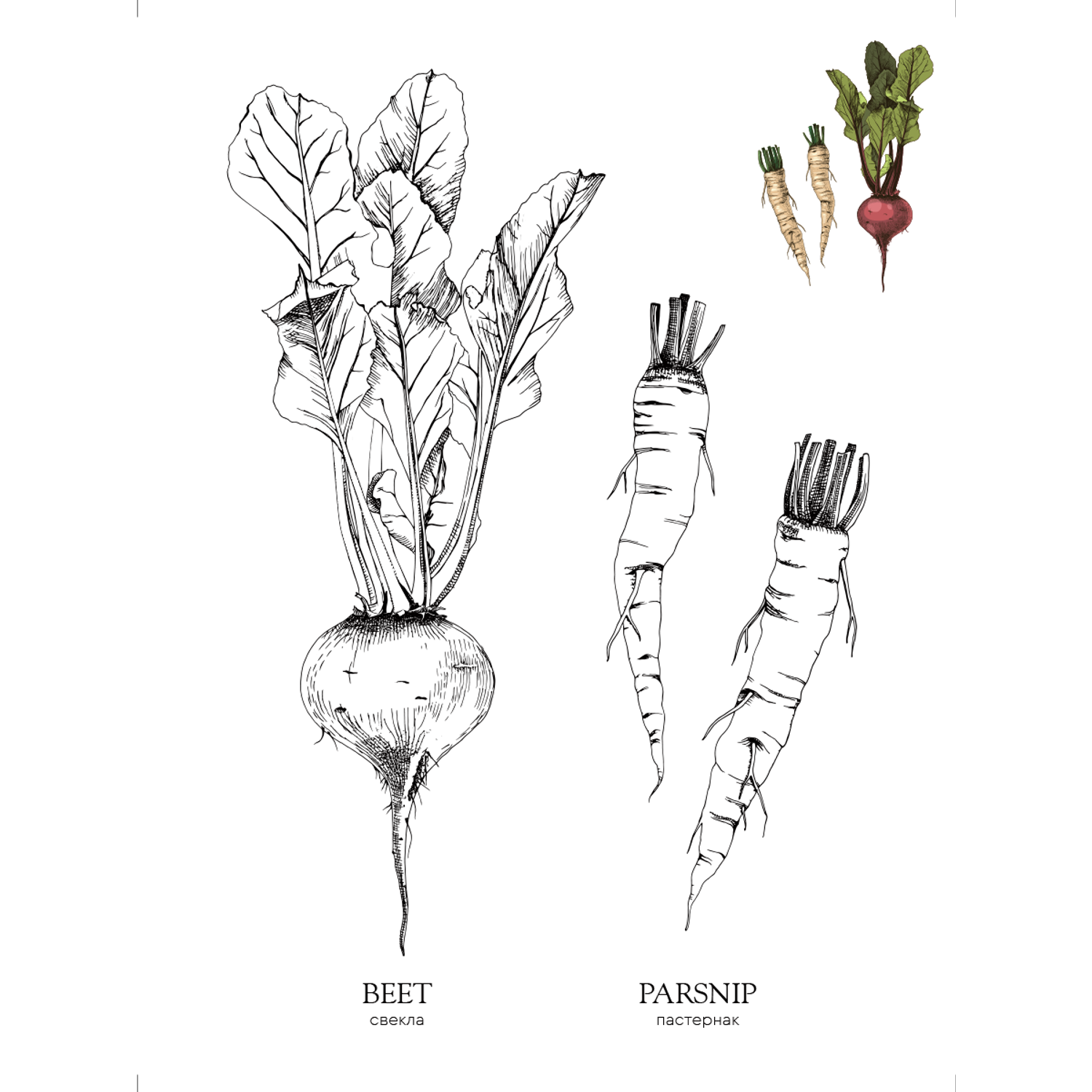 Раскраска Жёлудь Vegetables. овощи - фото 10