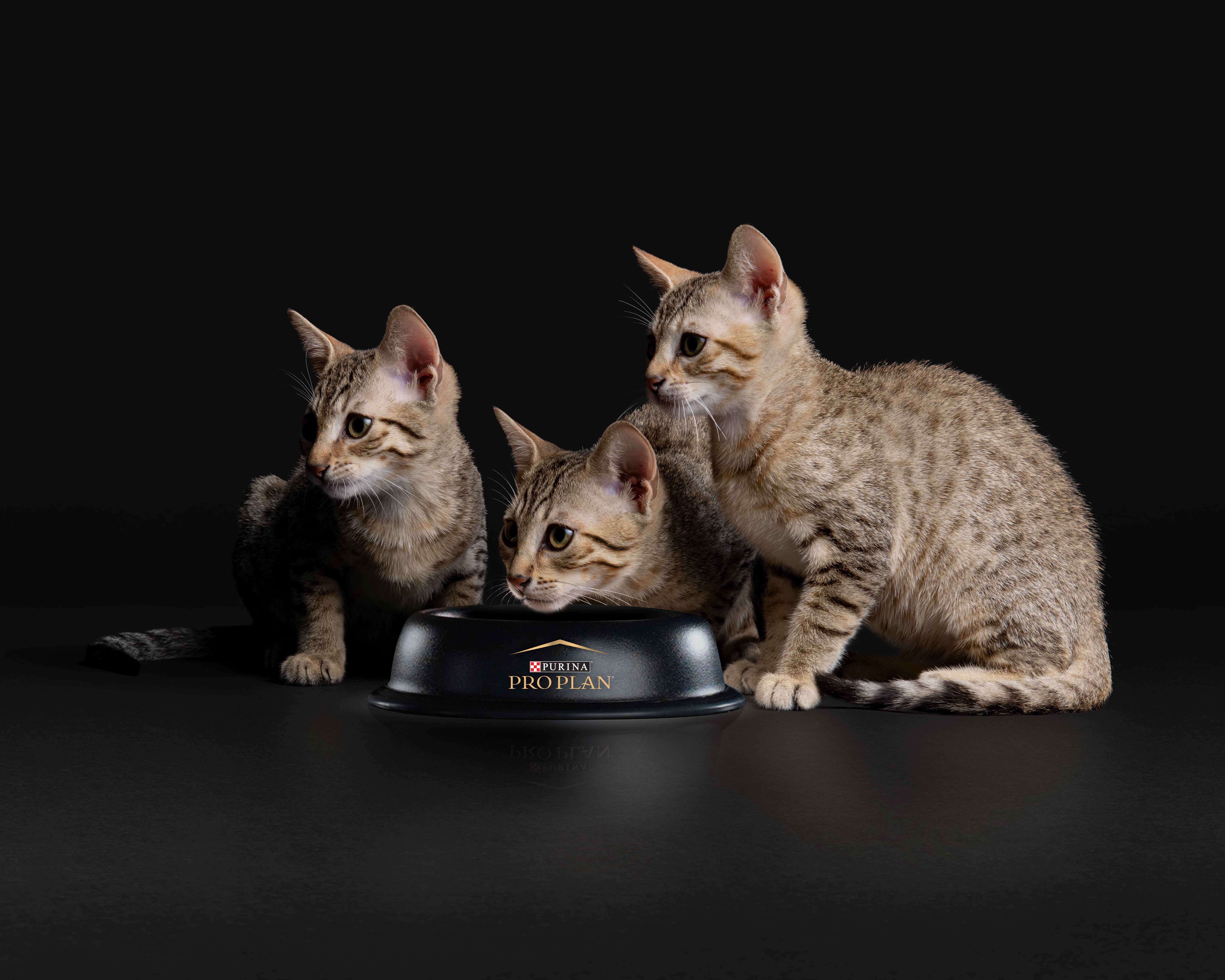 Корм влажный для котят PRO PLAN Nutri Savour 85г с говядиной в соусе пауч - фото 12