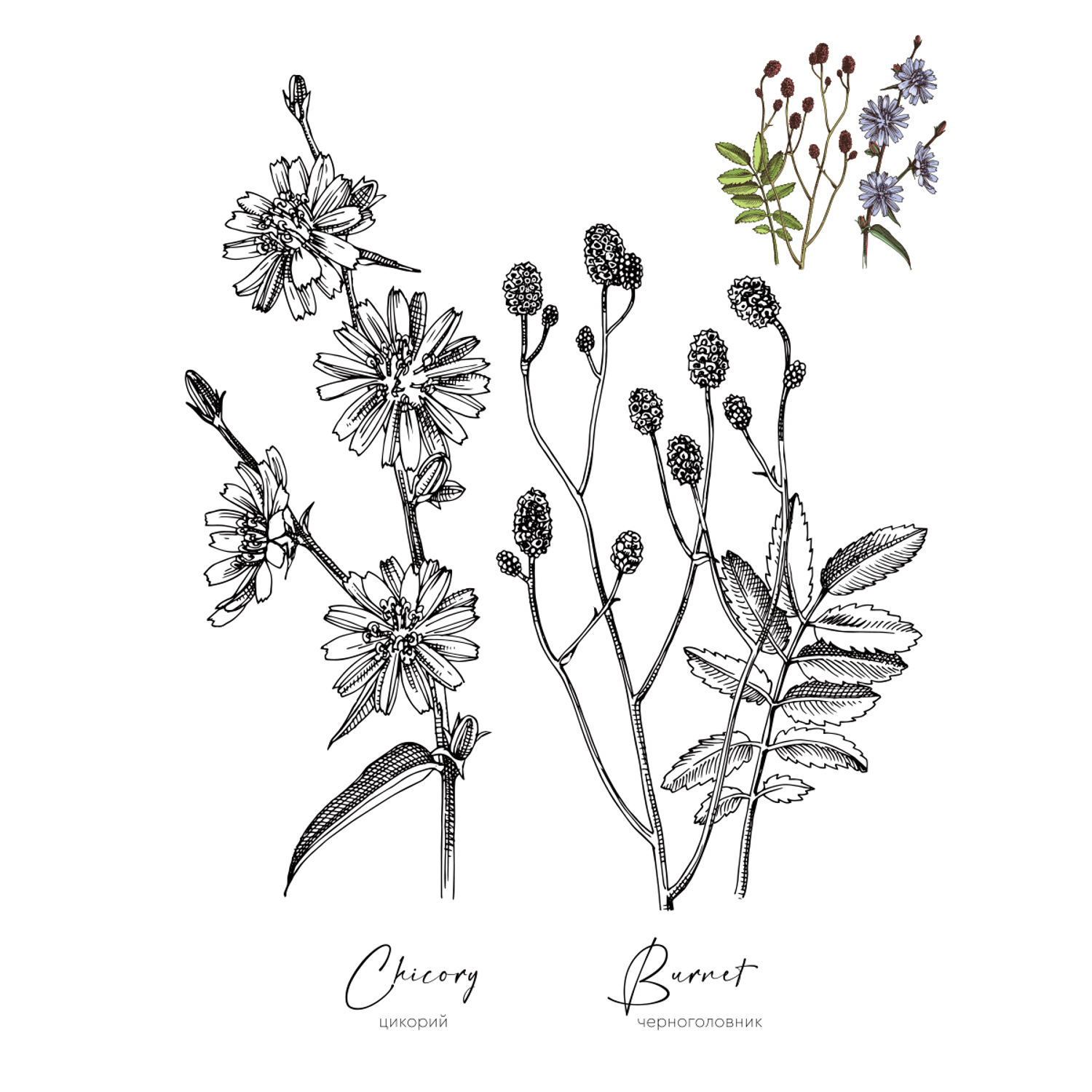 Раскраска Жёлудь Medicinal Herbs Травы медицинские Раскраска вдохновение - фото 3